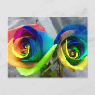 Rainbow roses postcard