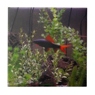 Rainbow Shark Pic Tile