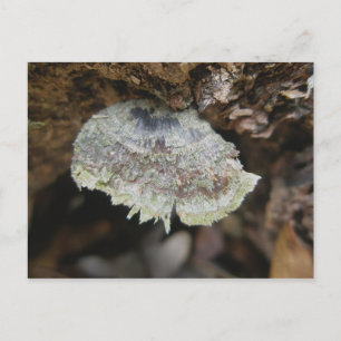 Rainbow Shelf Fungus Postcard