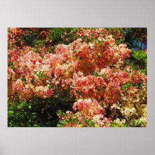 Rainbow Shower Tree Poster