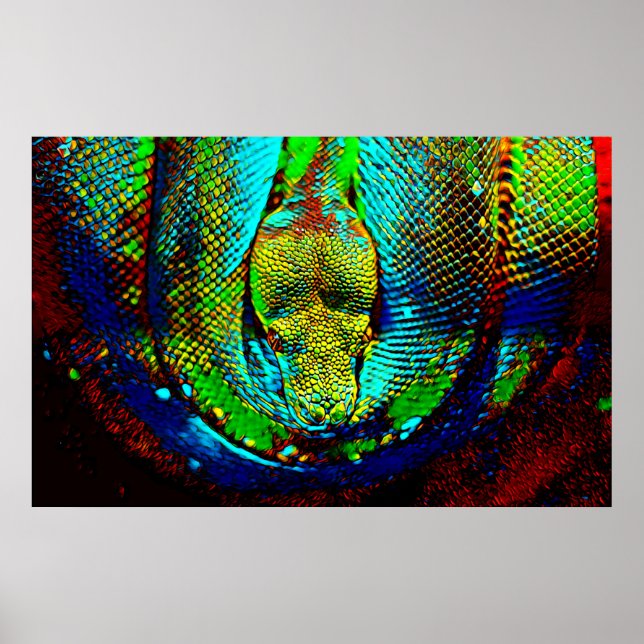 Rainbow Snake Poster (Front)