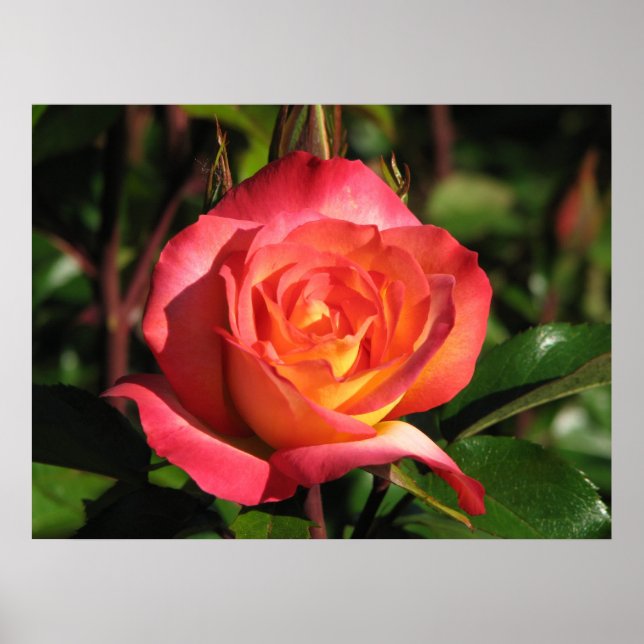 Rainbow Sorbet Floribunda Rose 139 Poster (Front)