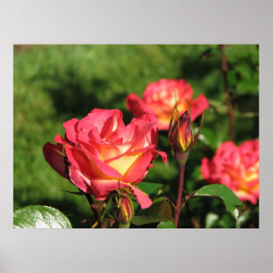 Rainbow Sorbet Floribunda Rose 140 Poster