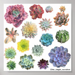 Rainbow Succulent Print