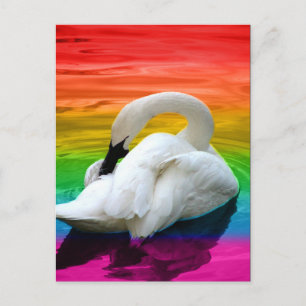 Rainbow Swan Postcard