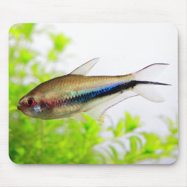 Rainbow Tetra Mouse Mat (Front)