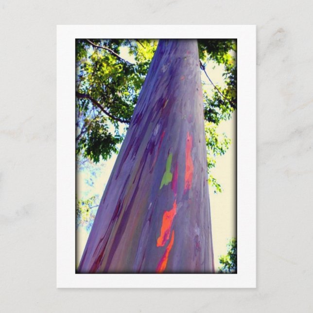 Rainbow Tree Postcard (Front)