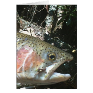 Rainbow trout