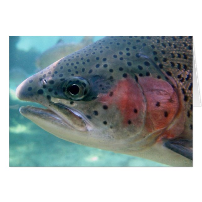 Rainbow Trout (Front Horizontal)