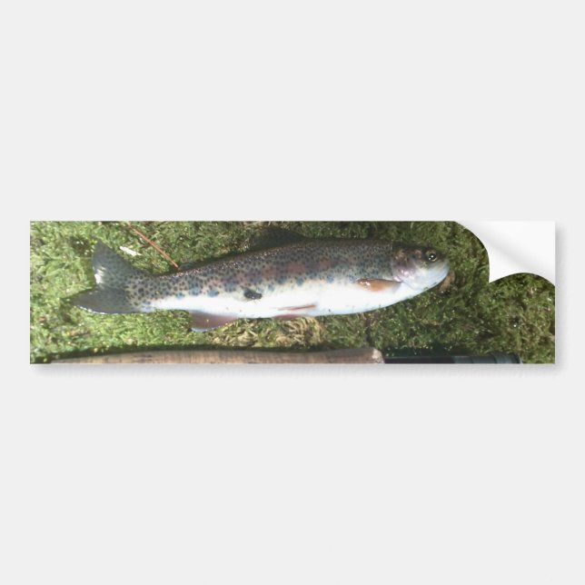 rainbow trout and fly fishing reel bumper sticker (Front)