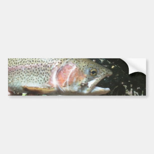 Rainbow trout bumper sticker
