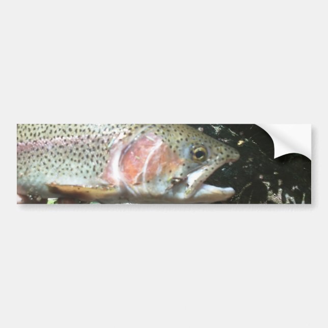 Rainbow trout bumper sticker (Front)