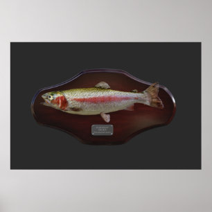 Rainbow Trout Display Plaque Poster