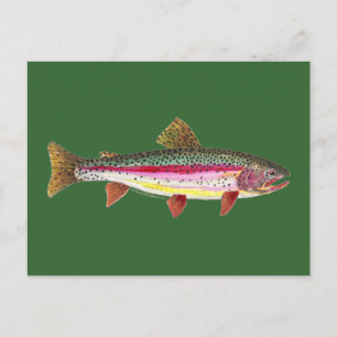 Rainbow Trout Fish Postcard