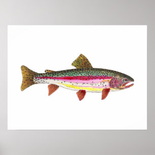 Rainbow Trout Fish Poster