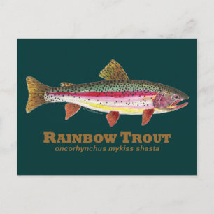 Rainbow Trout Latin Postcard