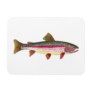 Rainbow Trout Magnet