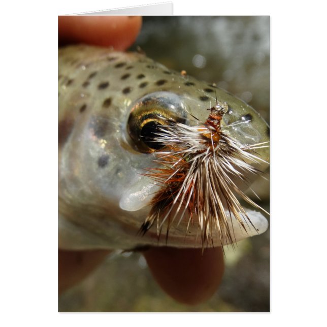 Rainbow Trout photo (Front)