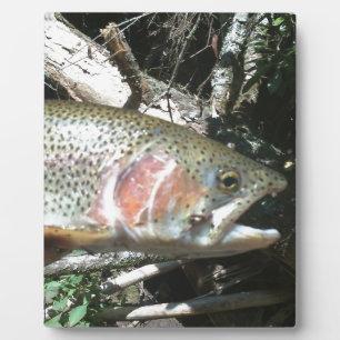 Rainbow trout plaque