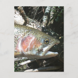 Rainbow trout postcard