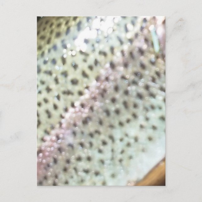 Rainbow trout postcard (Front)