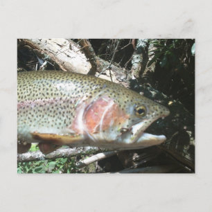 Rainbow trout postcard