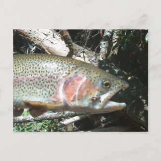Rainbow trout postcard