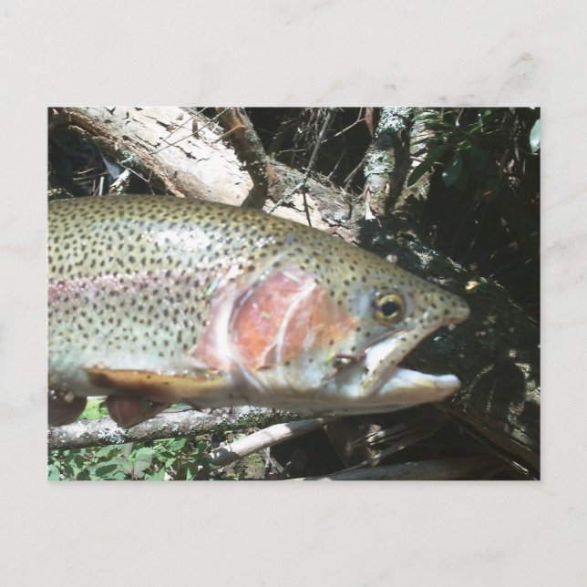 Rainbow trout postcard (Front)