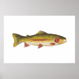 Rainbow Trout Poster