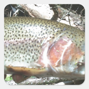 Rainbow trout square sticker