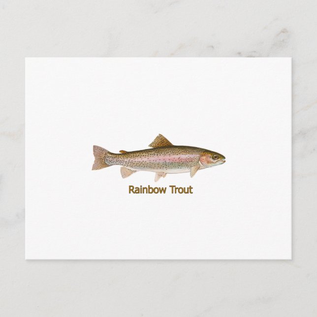 Rainbow Trout (titled) Postcard (Front)