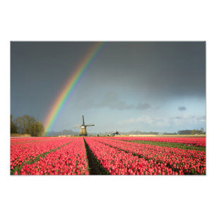 Rainbow, tulips and windmill photo print