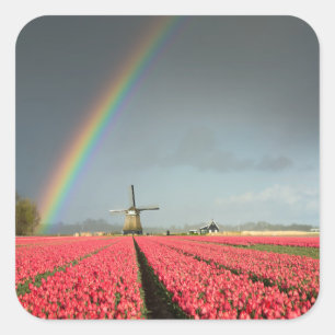 Rainbow, tulips and windmill sticker