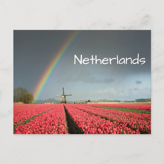 Rainbow, tulips and windmill text postcard (Front)