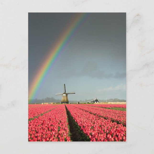 Rainbow, tulips and windmill vertical postcard (Front)