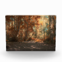 Rainbow Wood