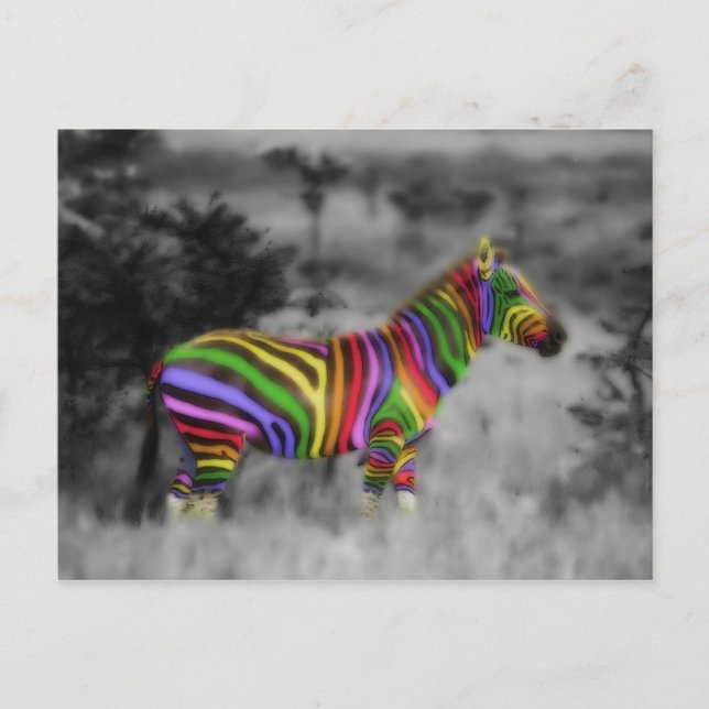 Rainbow Zebra Postcard (Front)