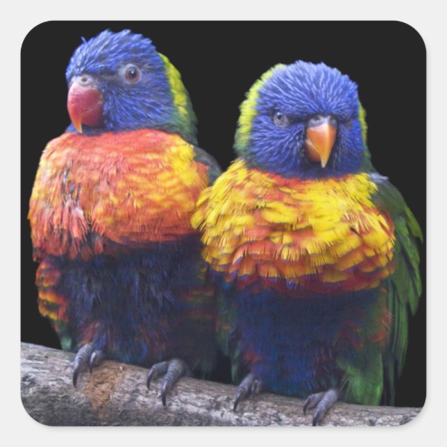 Rainbows Sticker (Front)