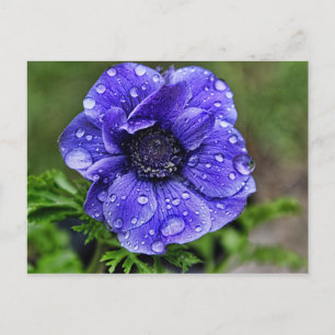 Raindrop anemone postcard