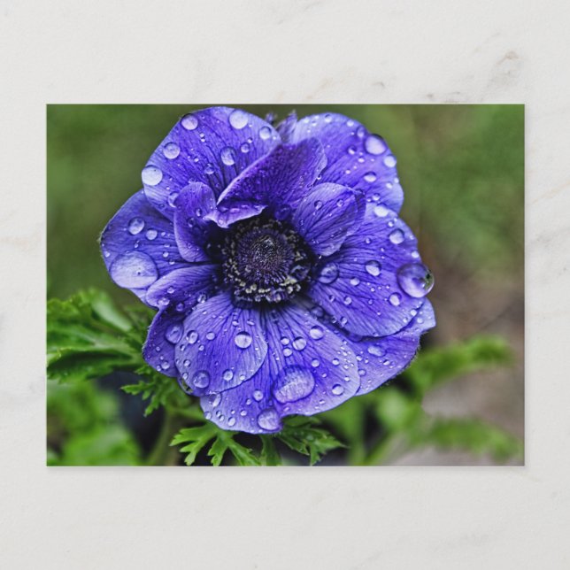 Raindrop anemone postcard (Front)