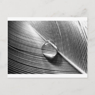 Raindrop on Leaf Postcard