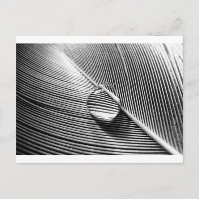 Raindrop on Leaf Postcard (Front)