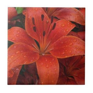 Raindrops on a Lily Tile