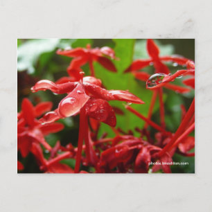 Raindrops On A Red Flower Postcard