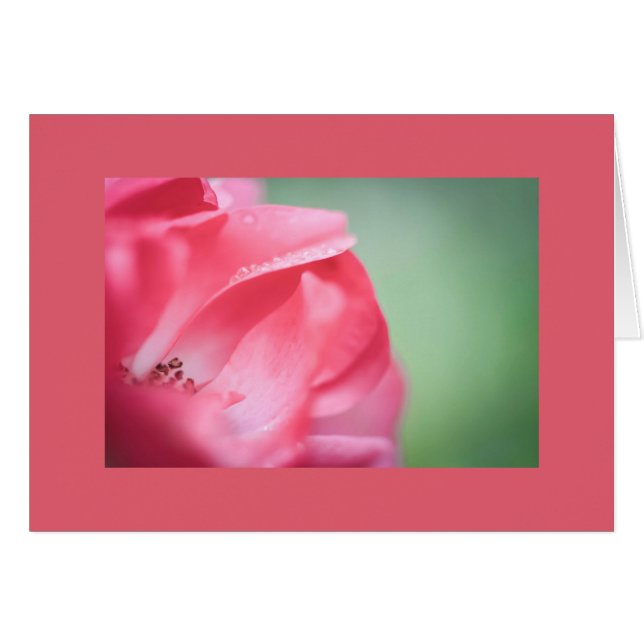 Raindrops on a rose (Front Horizontal)