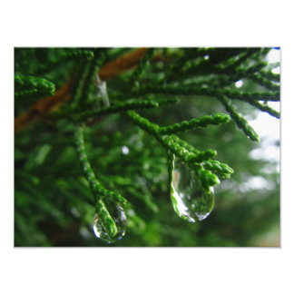 Raindrops on a tree branch photo print