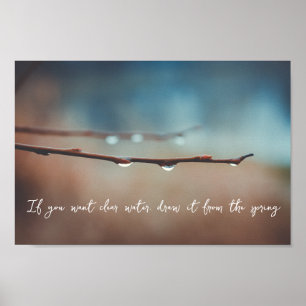Raindrops on a tree branch poster