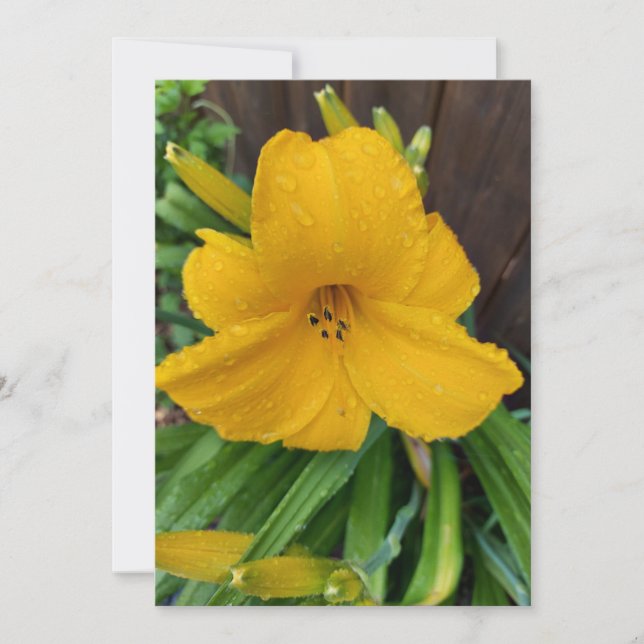 Raindrops on a yellow lily flower blank card (Front)