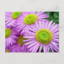 Raindrops on Asters