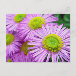 Raindrops on Asters Postcard